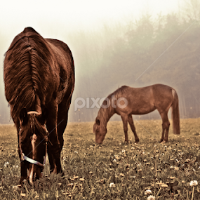 horses in the fog by Terenti Bittner - Animals Horses