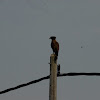 Crested Serpent Eagle