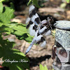 Eight Spotted Skimmer