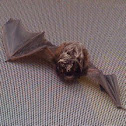 Fruit Bat