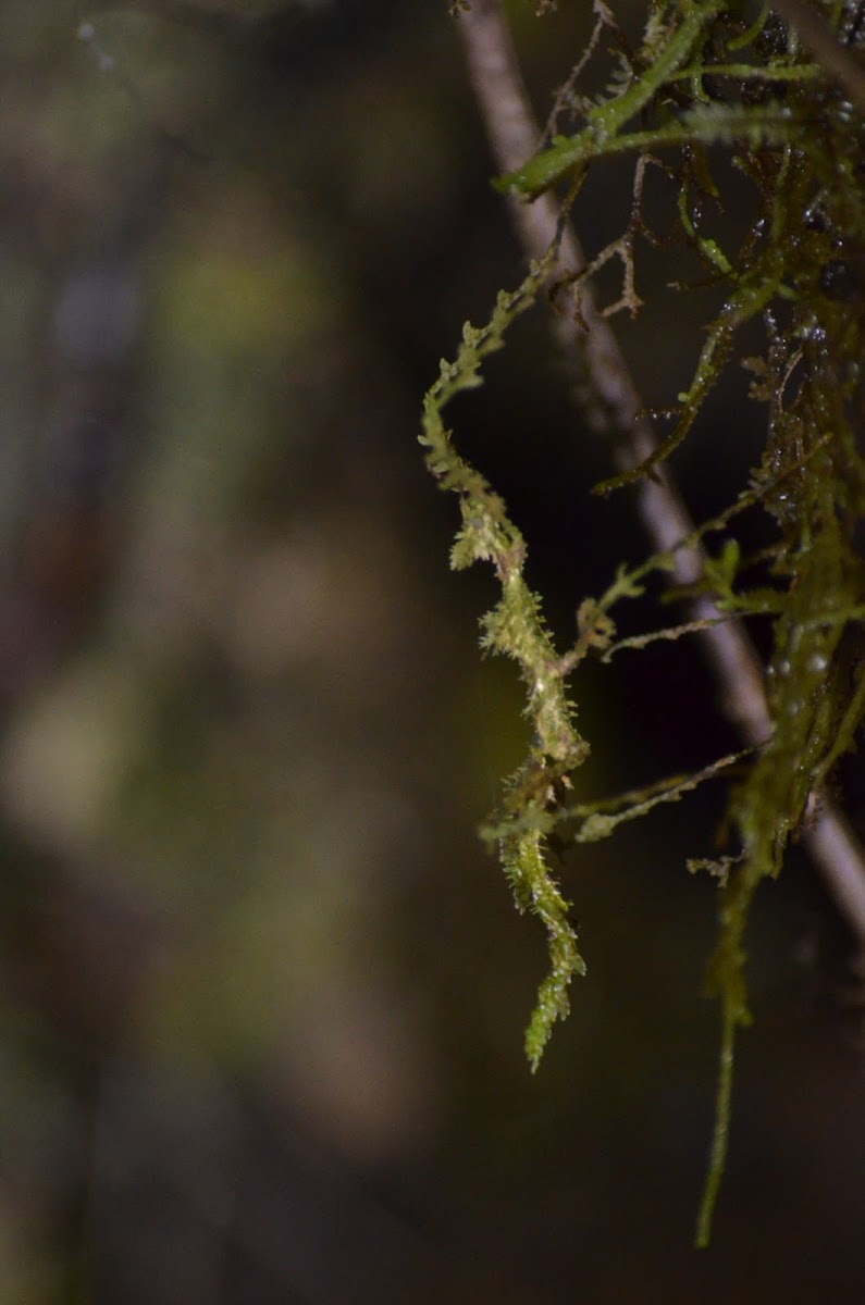 Moss-mimic Walking Stick (juvenile)