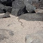 Galapagos Snake