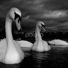 Swan Song by Steve Cooke - Black & White Animals