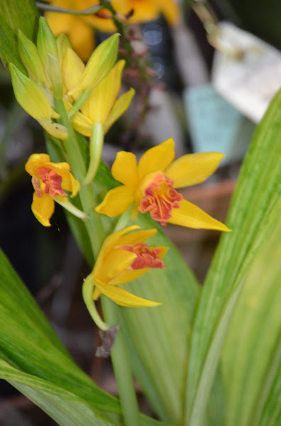 Orquídea terrestre, Phaius joan heart goldie | Project Noah