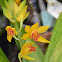 Orquídea terrestre, Phaius joan heart goldie