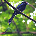 Greater Racket-Tailed Drongo