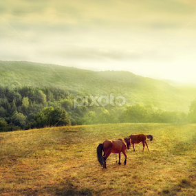 Horses in sunset by Staša Mirković - Landscapes Prairies, Meadows & Fields