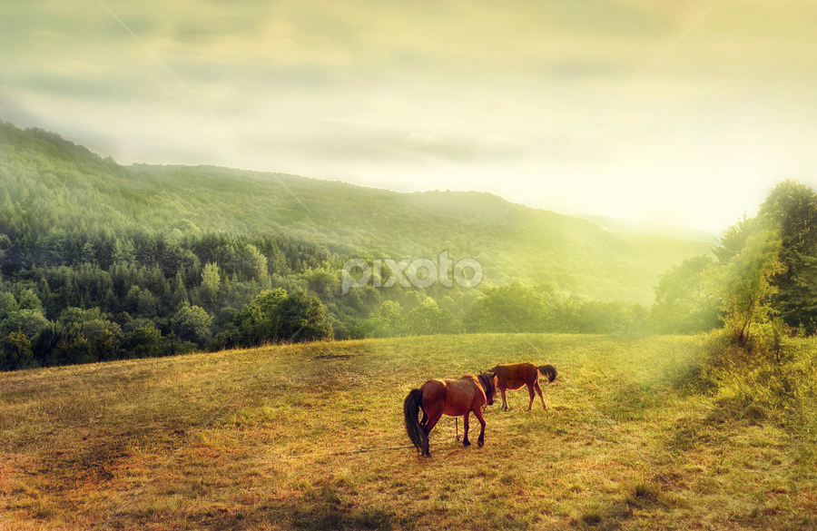 Horses in sunset by Staša Mirković - Landscapes Prairies, Meadows & Fields