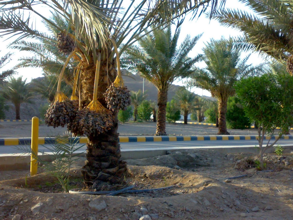 Date Palm Tree Project Noah