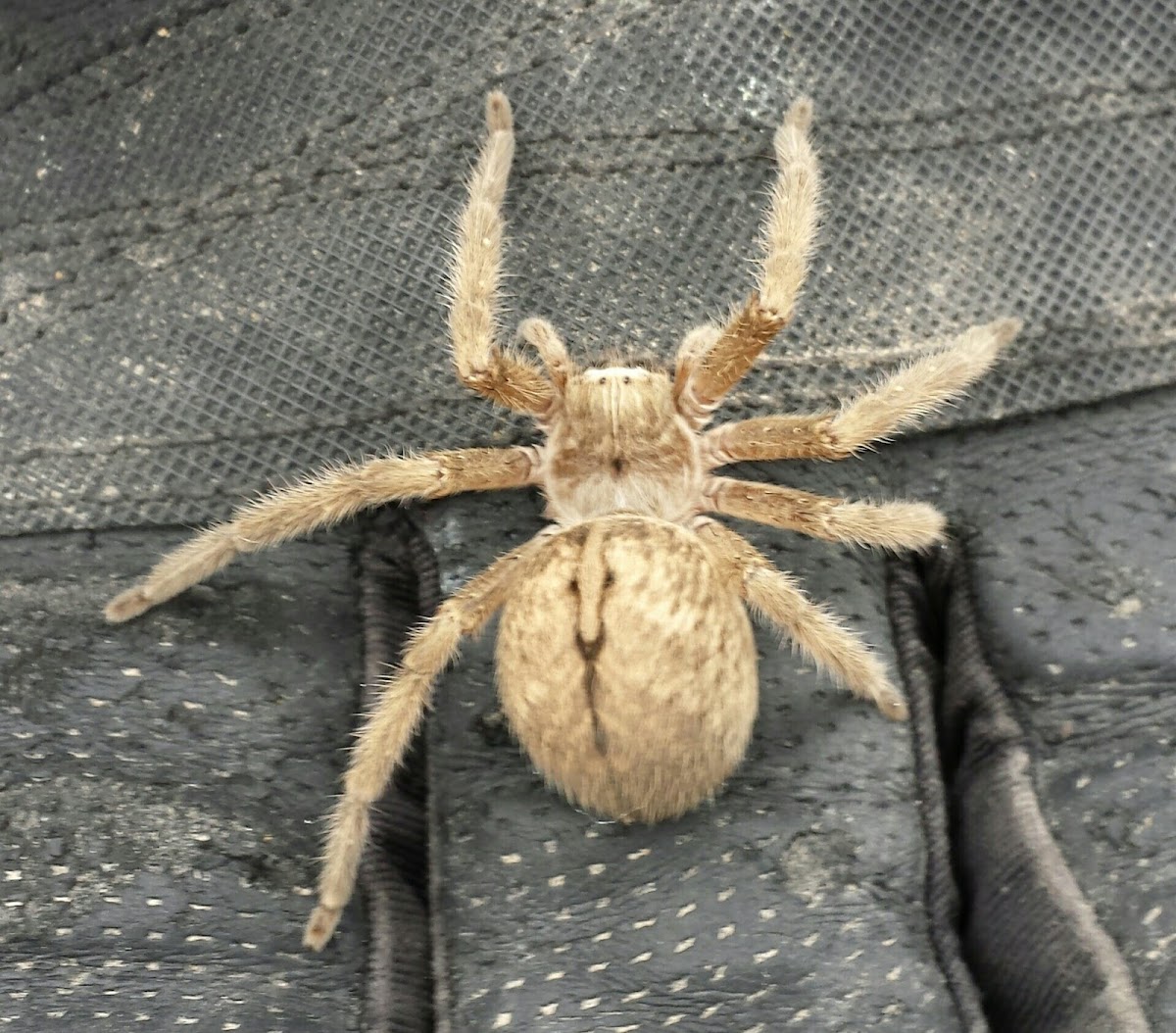 Giant Crab Spider | Project Noah