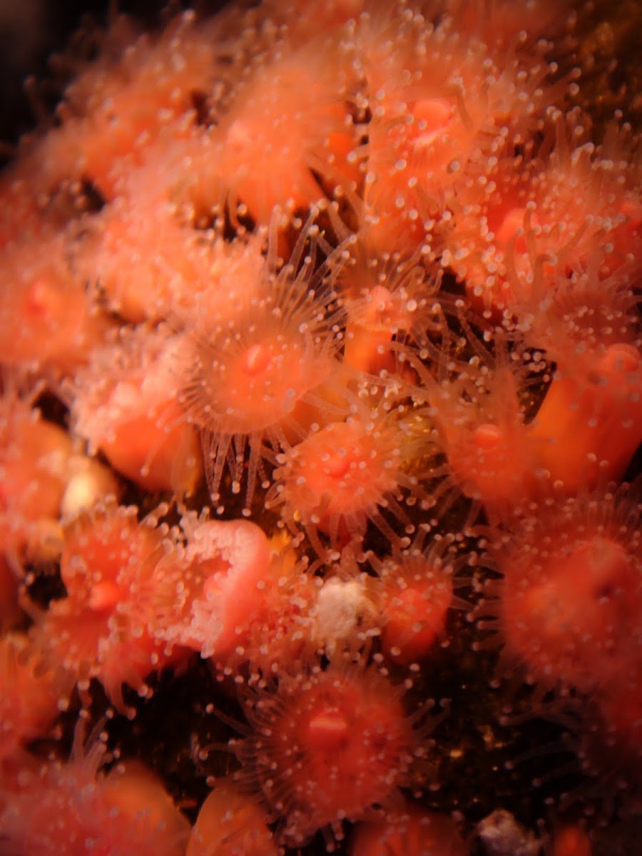 strawberry anemone