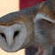 Barn Owl / Coruja-das-torres