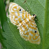 Paddy's Lucerne Moth