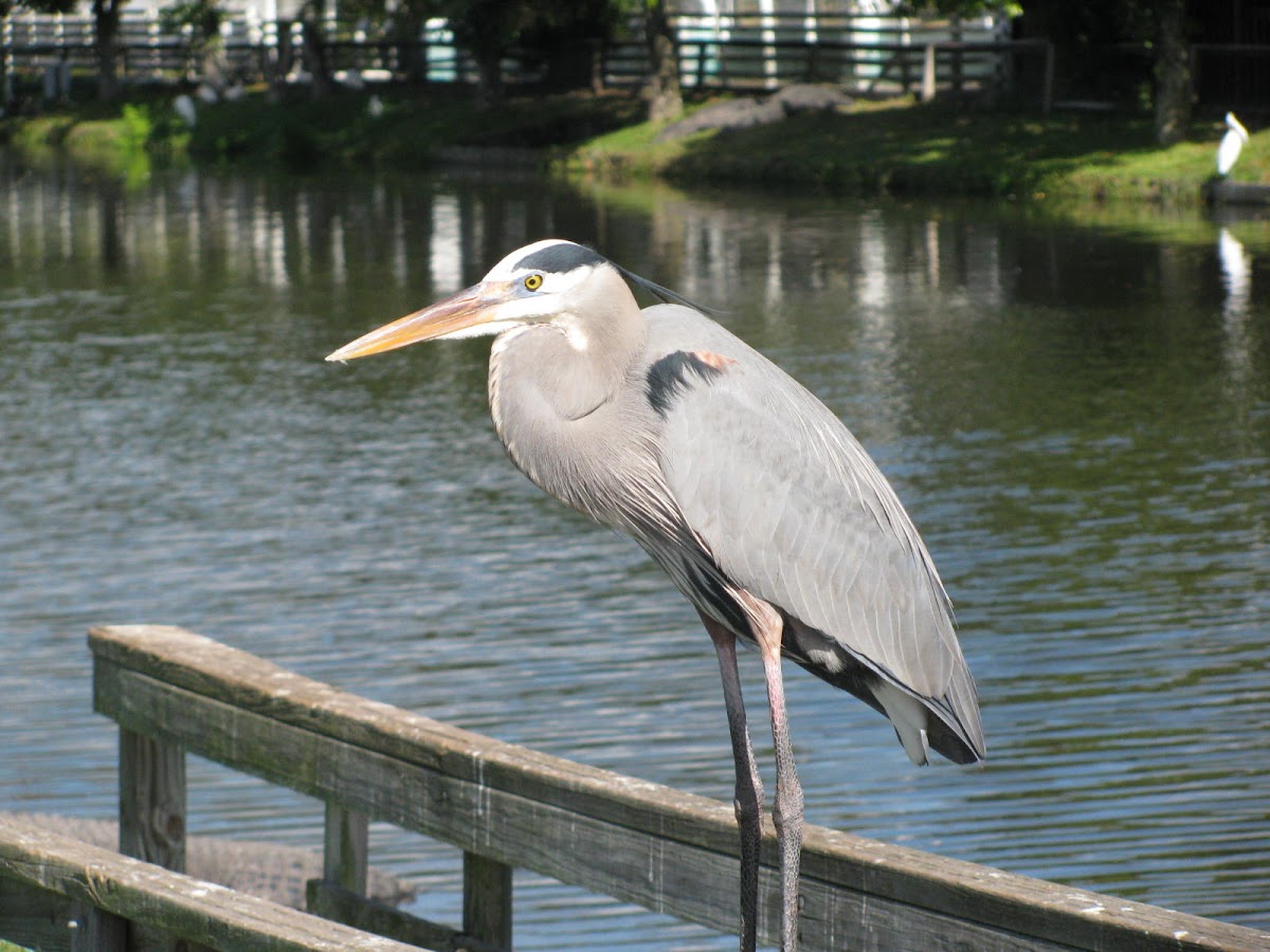 great blue heron