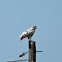 leucistic Red-tailed Hawk