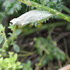 Black Swallowtail Chrysalis