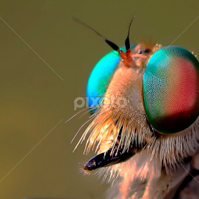 The facet by A Friyana Wiradikarta - Animals Insects & Spiders