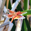 Flame Skimmer