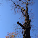 American Persimmon