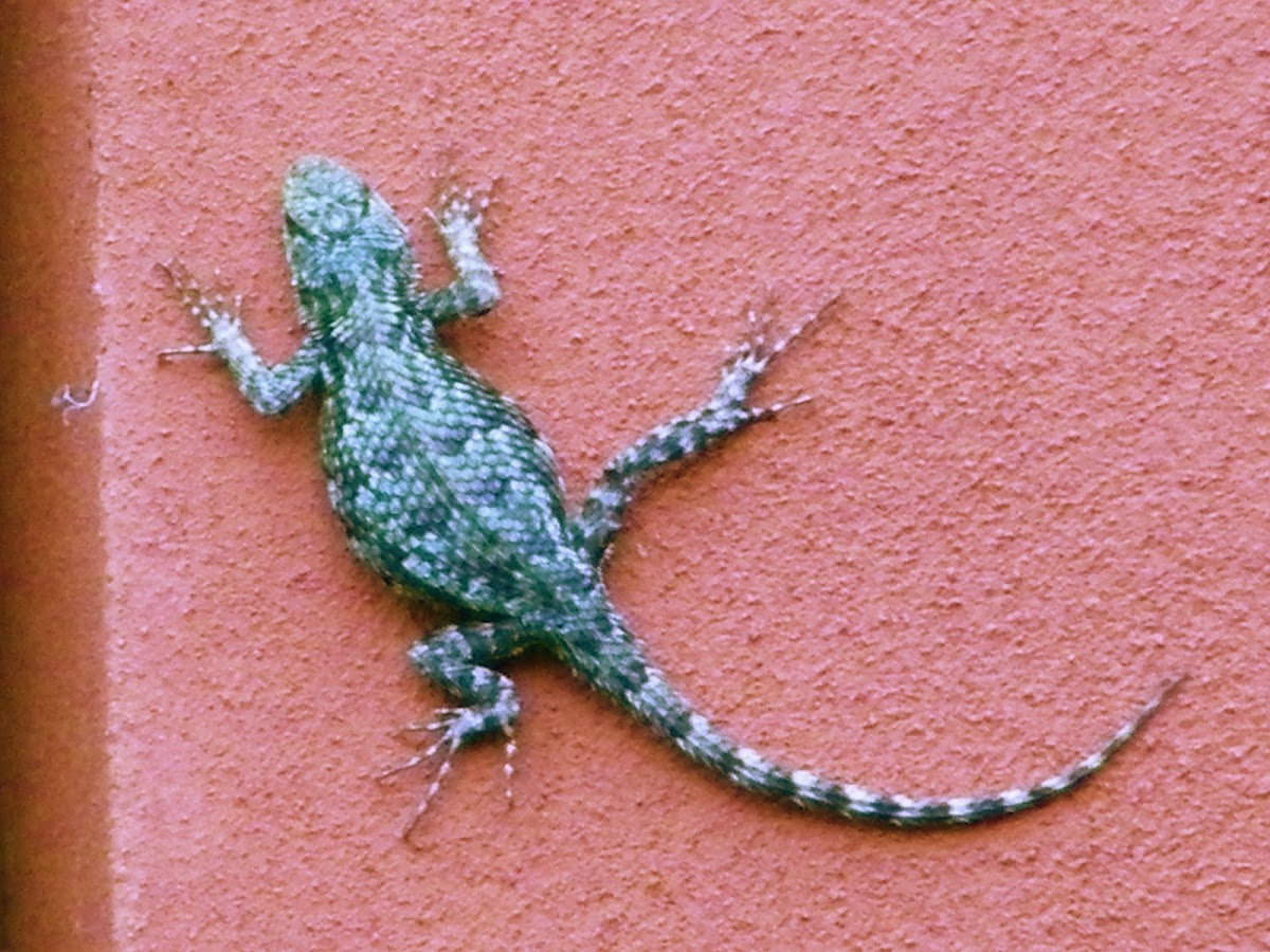 Green Spiny Lizard