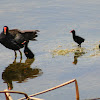 Common Gallinule (with chicks)