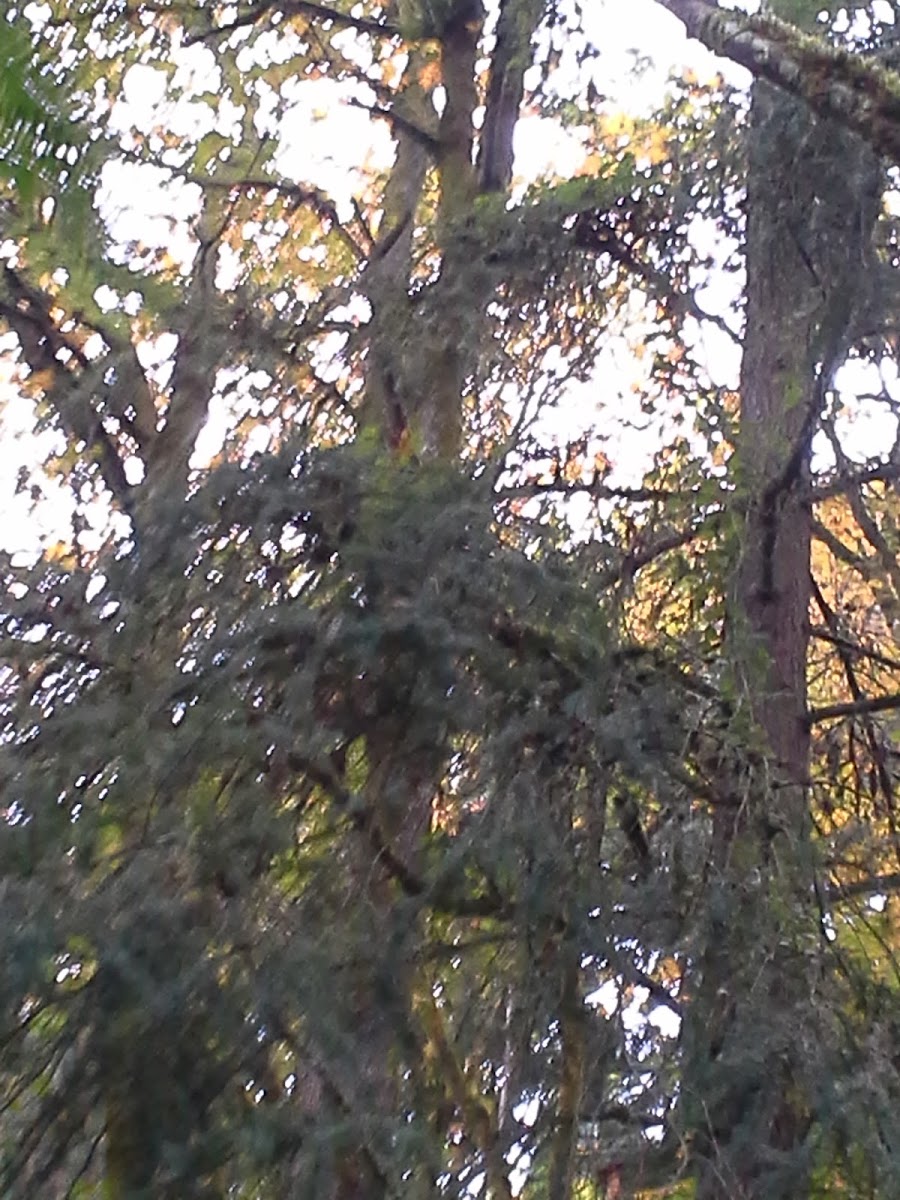 Western Wood Pewee