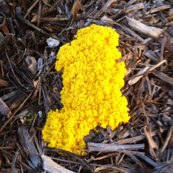 Dog Vomit Slime Mould Project Noah