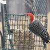 Red - Bellied Woodpecker