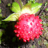 smock strawberry