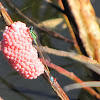 Rambur's forktail