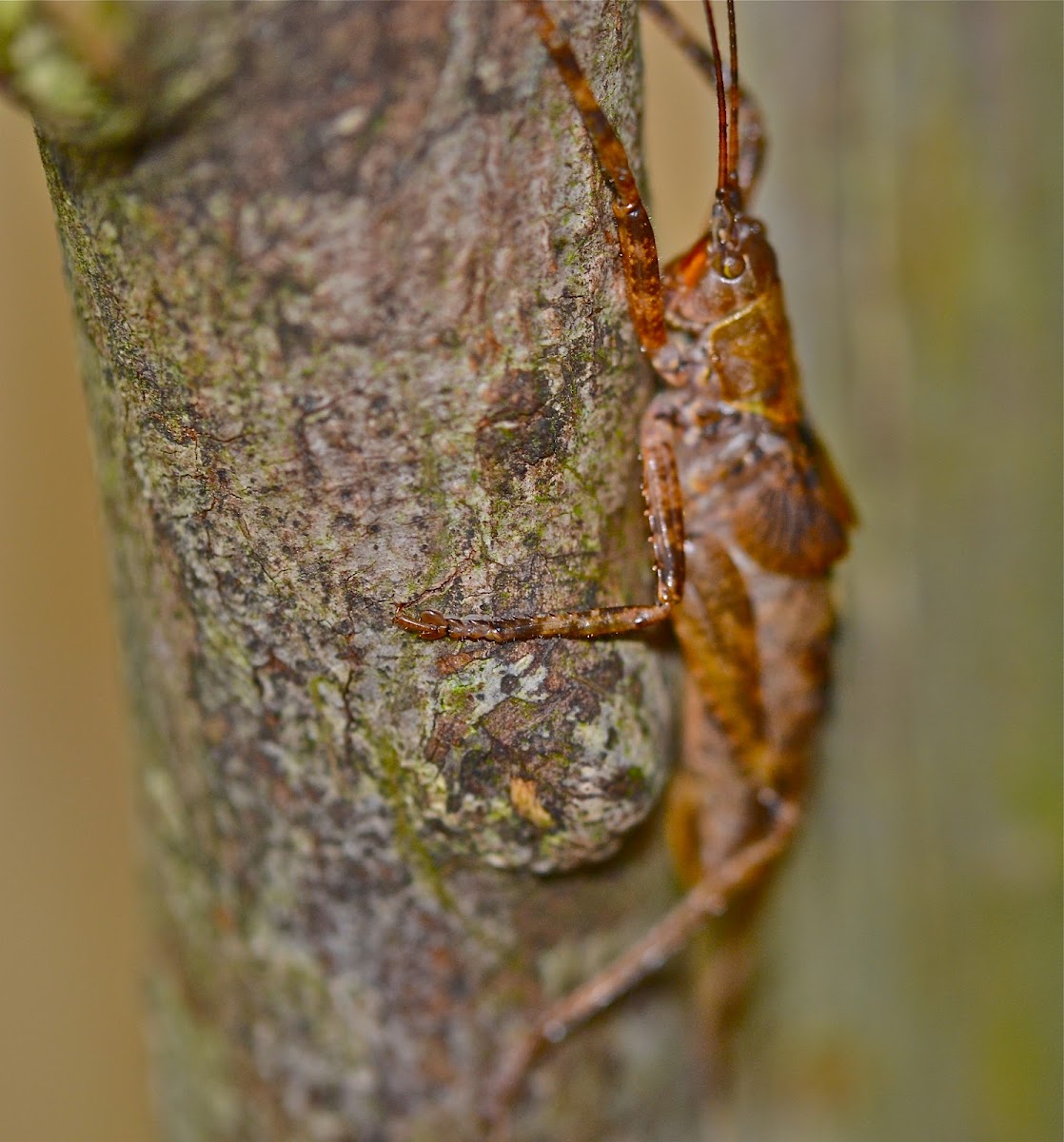 Grasshopper/cricket/Locust?