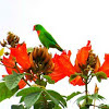 Philippine Hanging parrot