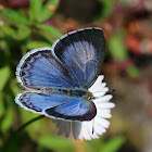 Large Hedge Blue butterfly