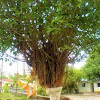 Vat Vriksha (Banyan Tree)