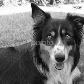 Ziggy Stardust by Aleksandra Ivanković Mazzuka  - Animals - Dogs Portraits