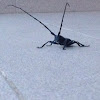 Cerambycidae, Longhorn beetle