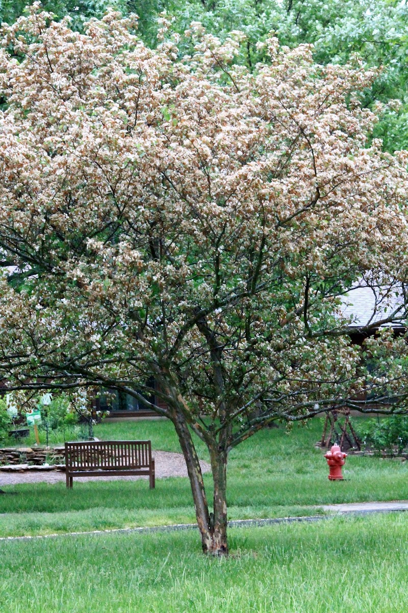 White Hawthorne Tree and Blooms