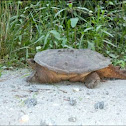 Snapping turtle.