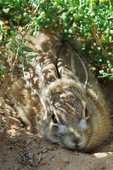 Desert Hare Arabic Name Al Arnab Project Noah