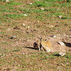 Plateau pika