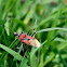 Flower assassin bug