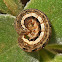 Lagarta-rosca / Cutworm larvae