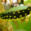 Black and Green caterpillar