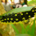 Black and Green caterpillar