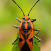 Darth Maul Bug