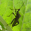 Florida Leaf footed bug