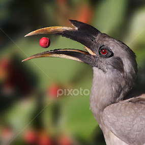 Indain Grey Hornbill ::: Toss By Boss by Sharad Agrawal - Animals Birds
