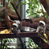 Cotton-top Tamarin monkey