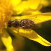 Syrphid Fly or Hoverfly
