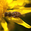 Syrphid Fly or Hoverfly